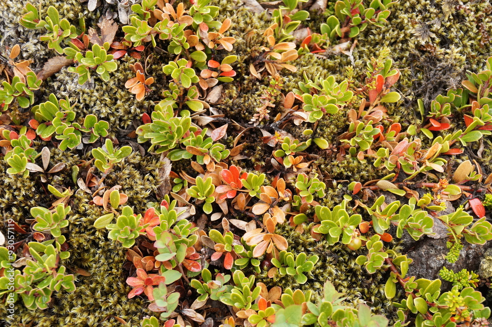 Fototapeta premium Plants in Iceland