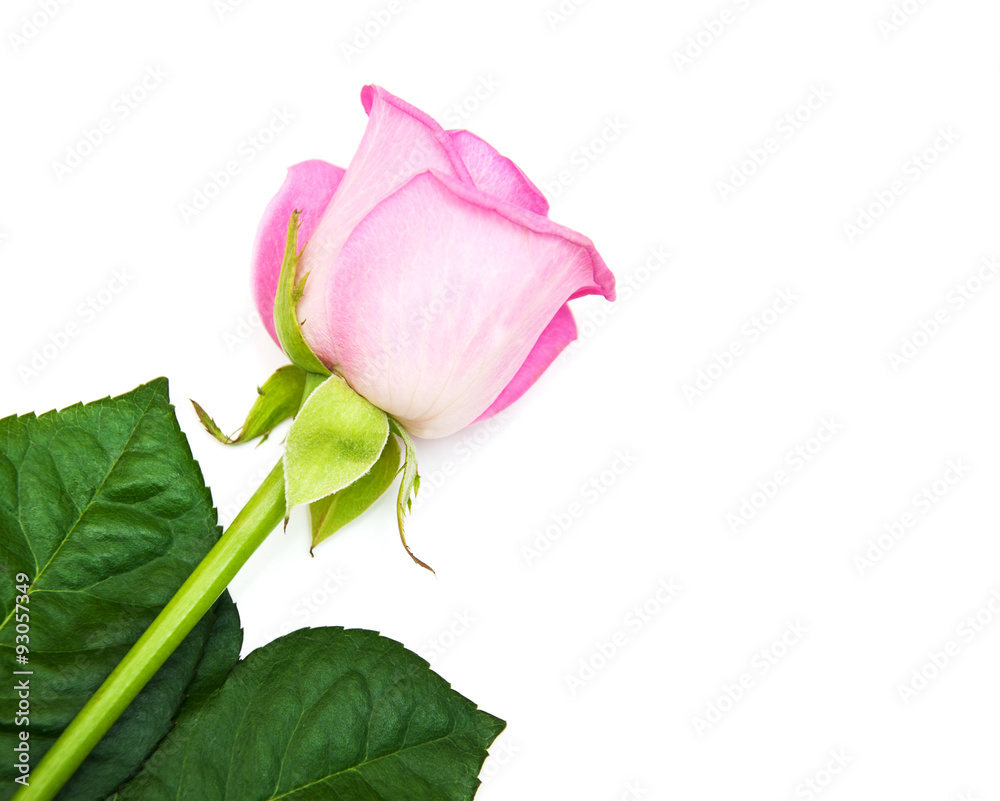 Pink rose on white Pink rose on white