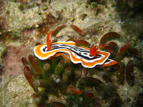 Nudibranch photo