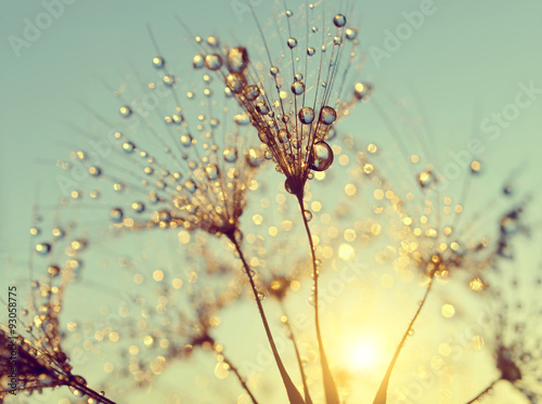 Dewy dandelion flower at sunset close up #93058775