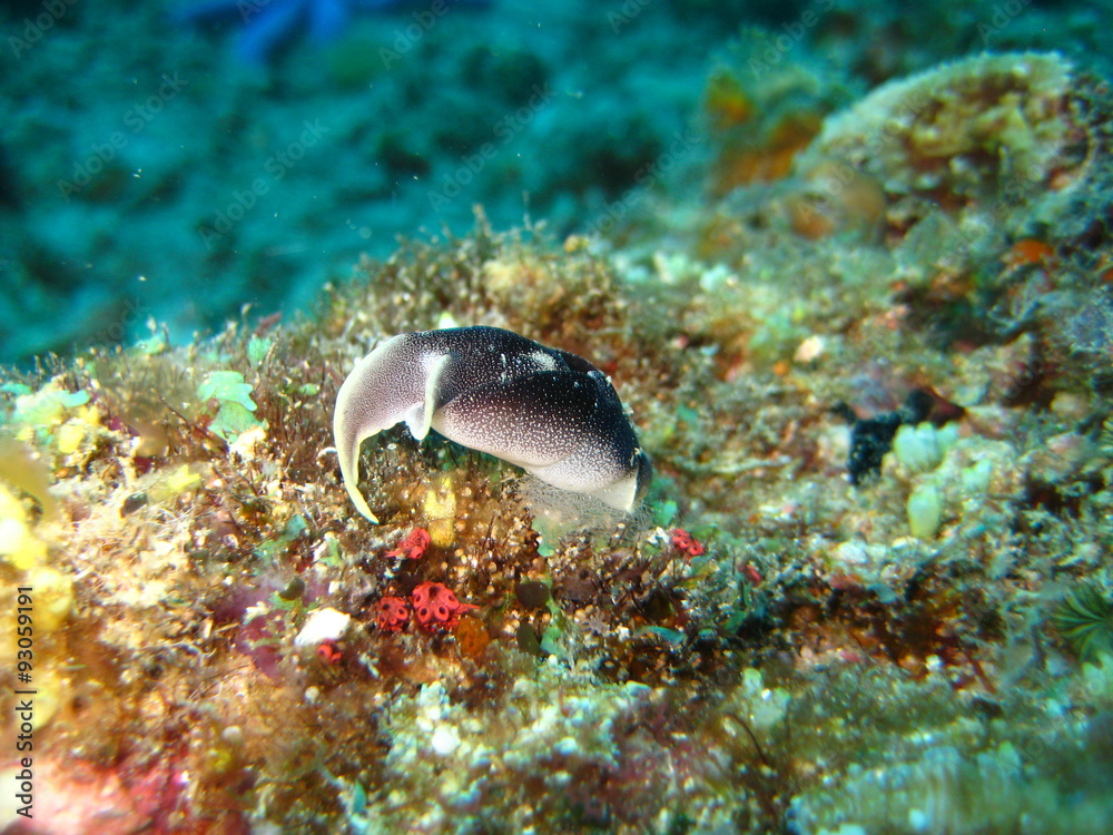 Fototapeta premium Nacktschnecke