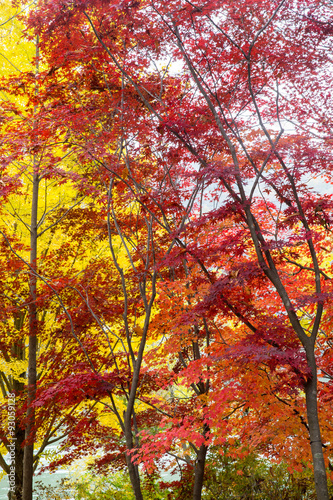 Collection of Beautiful Colorful Autumn Leaves © pigprox