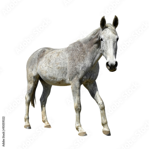 Horse isolated on a white background