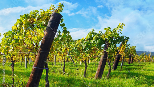 Weinberg im Herbst, Weinreben