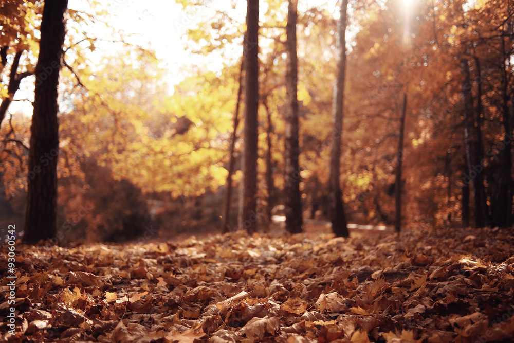 Landscape autumn in a golden forest