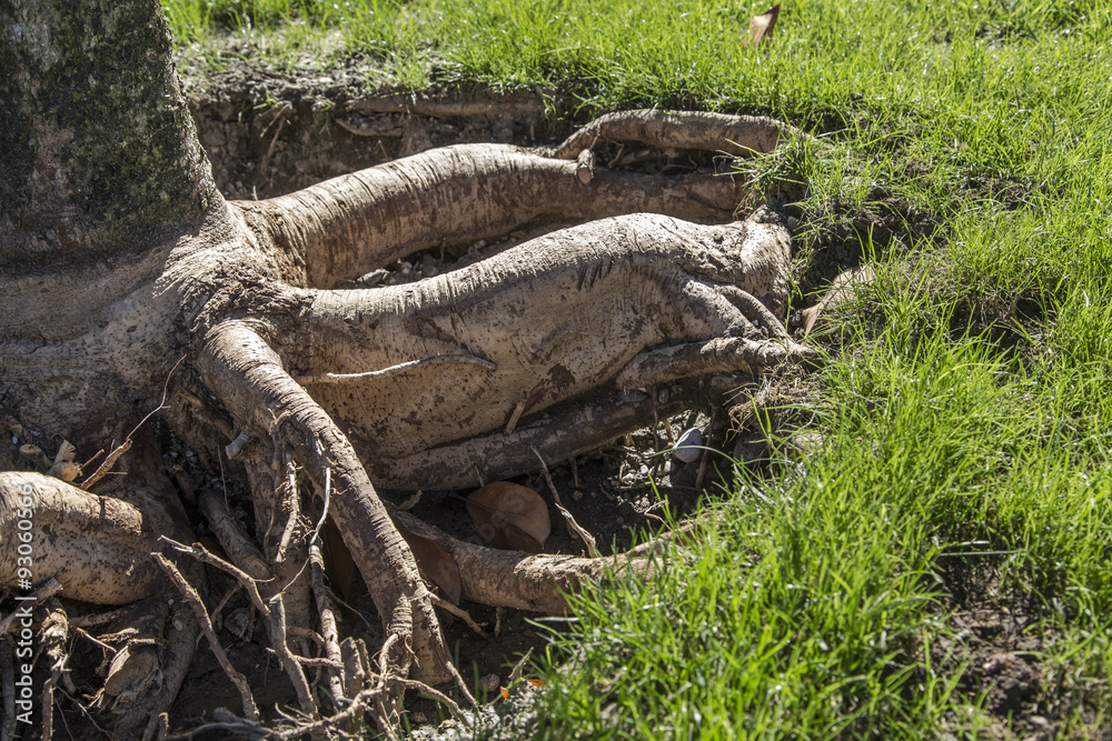Fototapeta premium Radici