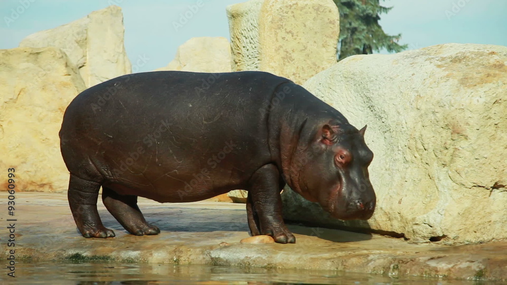 Hippopotamus in the zoo, prague Hippopotamus in the zoo, prague