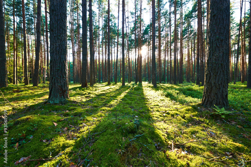 Obraz premium Sunrise in pine forest