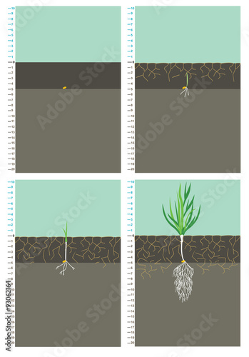 Grain wheat root development during drought