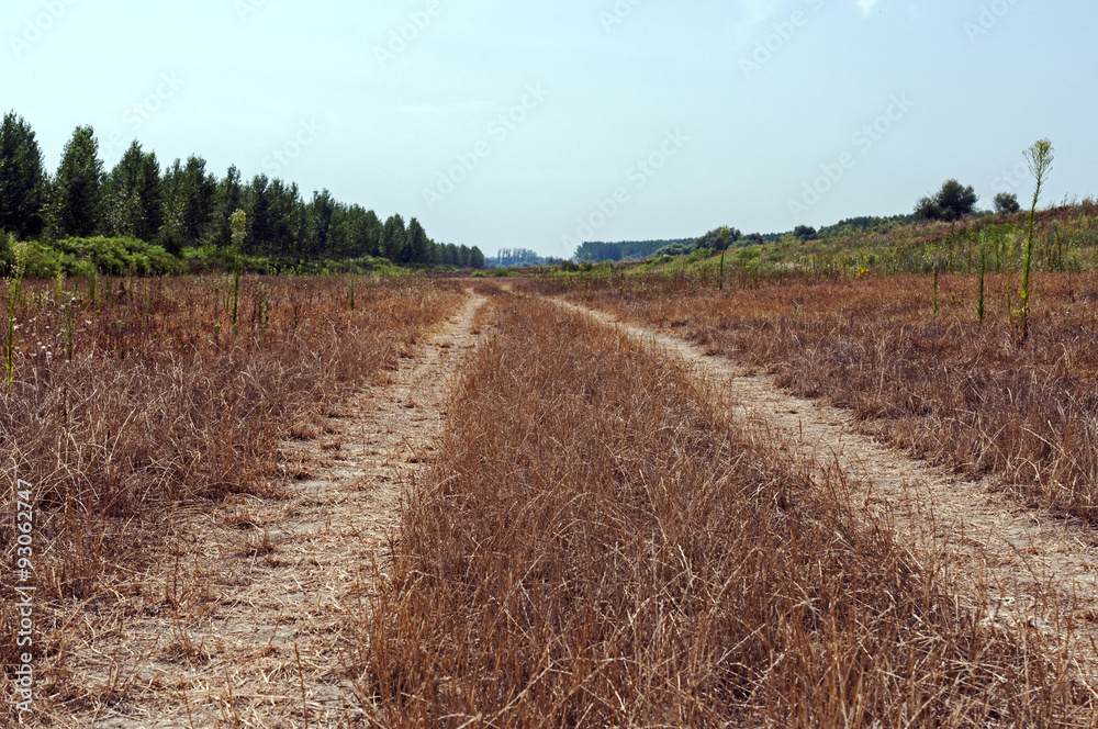 Road through the meadow