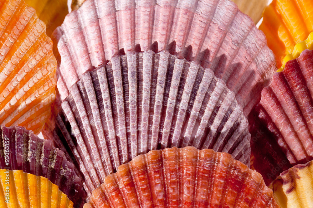 collection of various colorful seashells on black background
