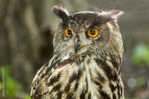 Eagle Owl An eagle owl.