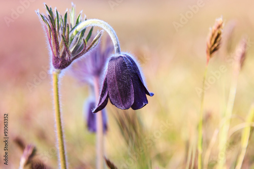 Pasque Flower blooming on spring meadow photo