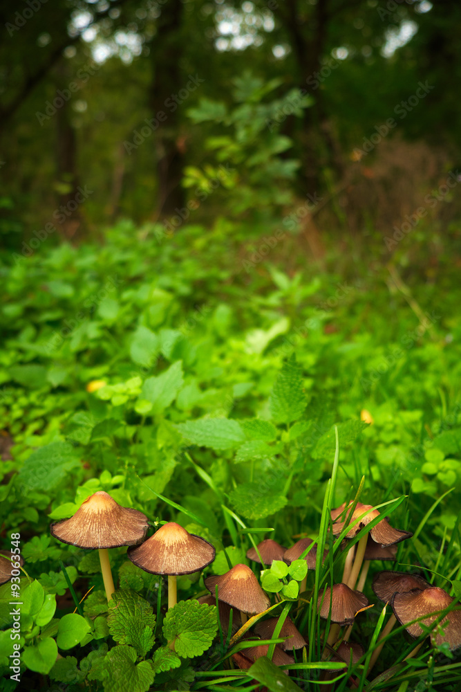 Mushrooms in forest Mushrooms in forest
