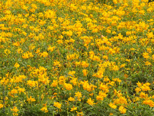 yellow flowers background © paisan191