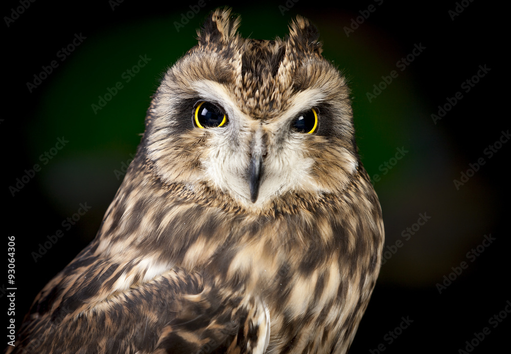 Close up of short eared owl. Close up of short eared owl.