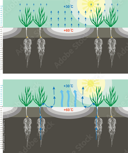 The grain of wheat root system of evaporation of moisture and air