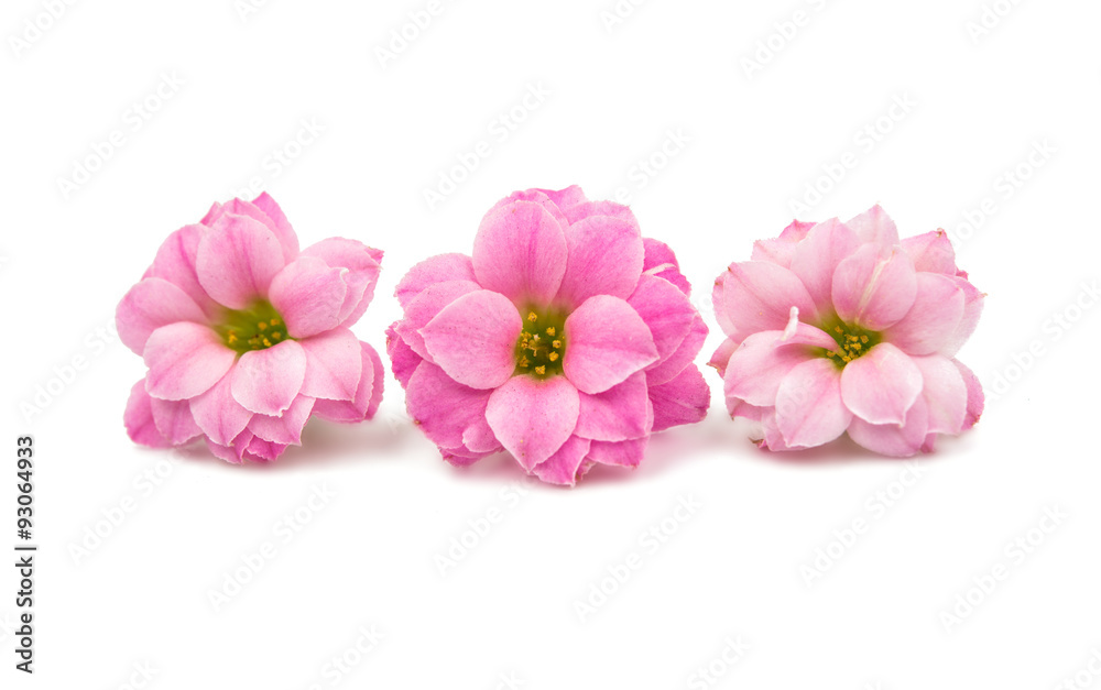 delicate pink flowers delicate pink flowers