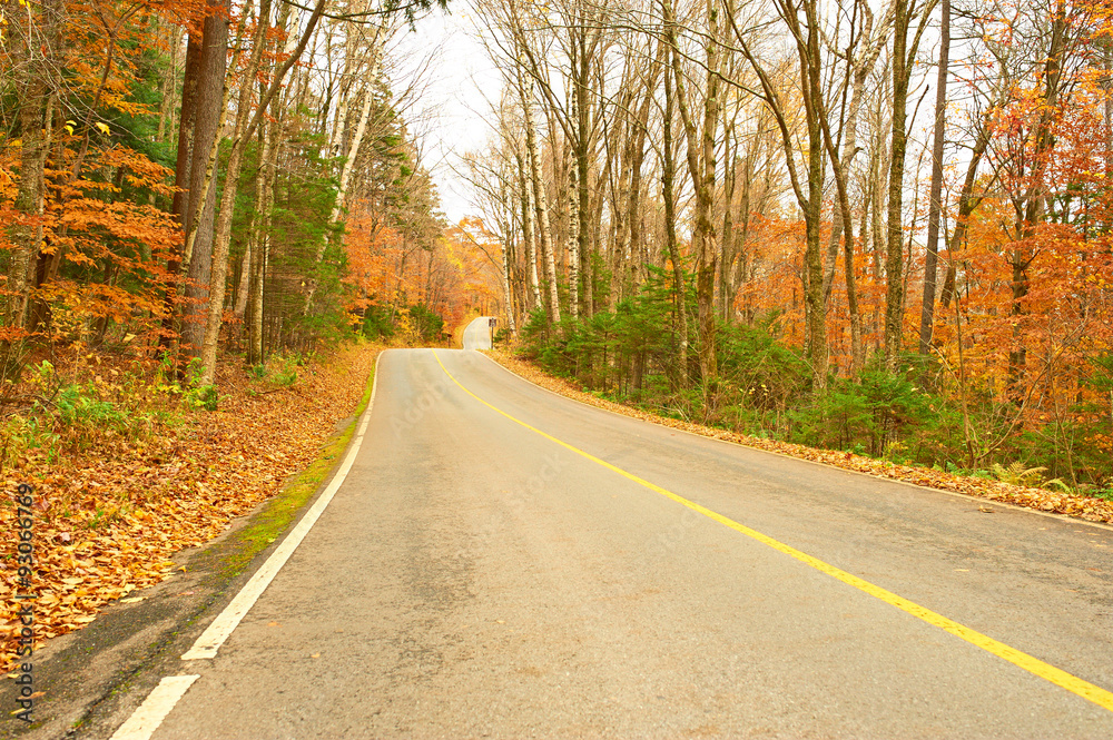 Fototapeta premium Autumn scene with road