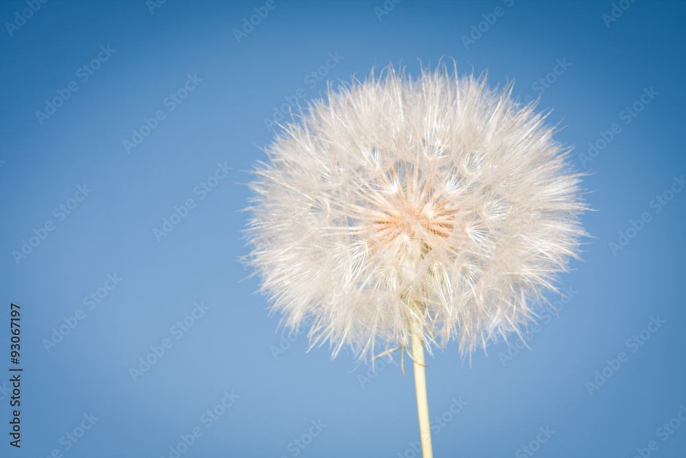 Dandelion