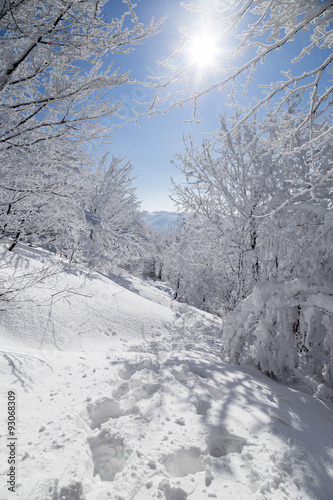 Fototapeta Naklejka Na Ścianę i Meble -  Winter forest