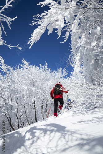 Winter forest