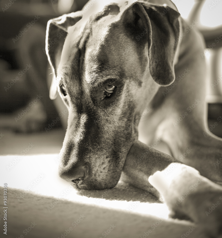 Melancholy great Dane looking wistful in black and white Stock Photo