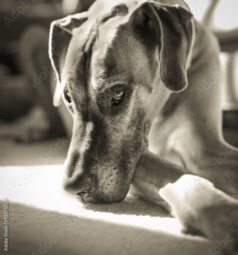 Melancholy great Dane looking wistful in black and white