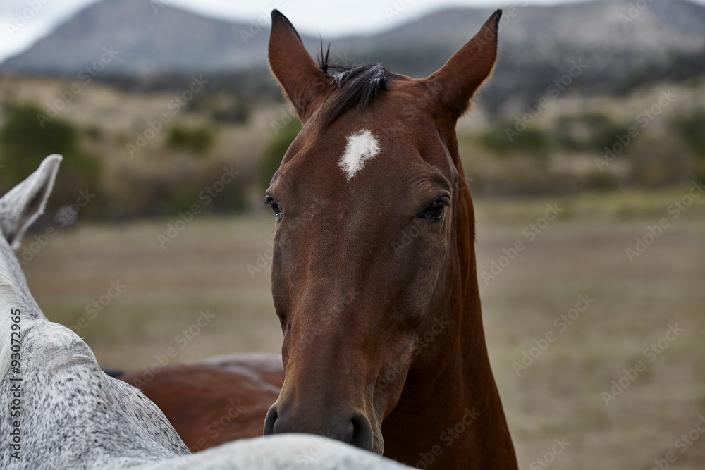 Obraz premium Two Horses