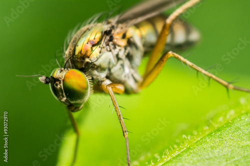 Macro Fly © davidhjort