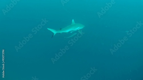 Wallpaper Mural grey reef shark (Carcharhinus amblyrhynchos) with remora fish swimming in the water, Indian Ocean, Maldives
 Torontodigital.ca