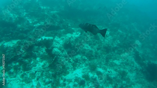 Spotted Coral Trout or Squaretail Leopardgrouper (Plectropomus areolatus), Indian Ocean, Maldives
 photo