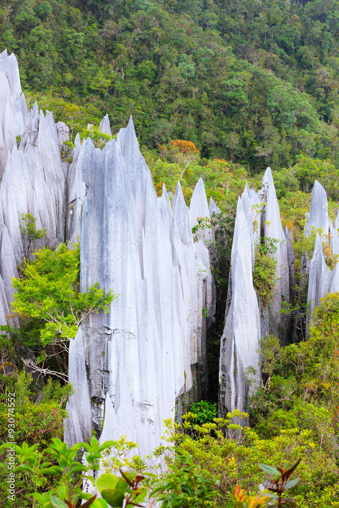 Fototapeta premium Limestone pinnacles at gunung mulu national park