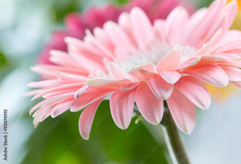 Pink daisy gerbera flower background