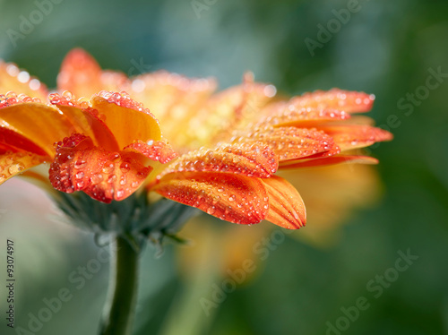 Fototapeta Naklejka Na Ścianę i Meble -  Orange daisy gerbera flower with waterdrops over green backgroun