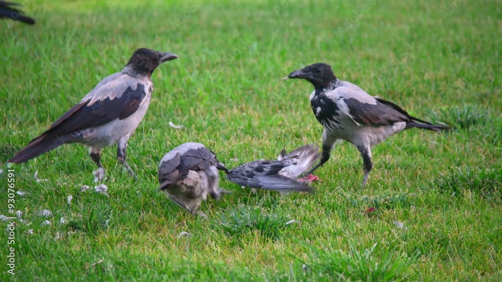 Hooded crow (Corvus cornix, also called hoodiecrow tear out ded Hooded crow (Corvus cornix, also called hoodiecrow tear out ded