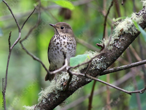 Swainson's Thrush - Catharus ustulatus