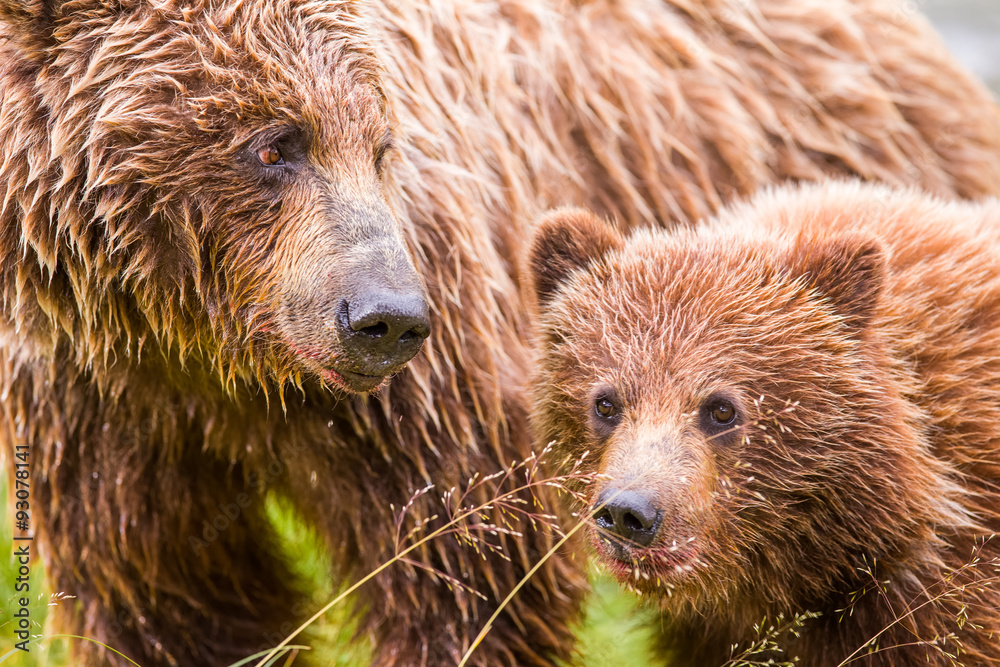 Obraz premium Grizzlybär Mutterliebe 