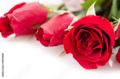 Red roses on white background.