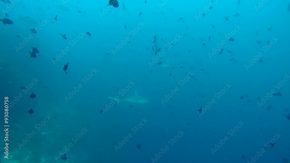 grey reef shark (Carcharhinus amblyrhynchos) swim in a school of Red-toothed triggerfish (Odonus niger), Indian Ocean, Maldives
grey reef shark (Carcharhinus amblyrhynchos) swim in a school of Red-toothed triggerfish (Odonus niger), Indian Ocean, Maldives