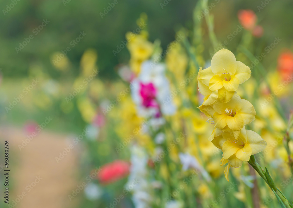Bunch of colorful Gladiolus flowers in garden Bunch of colorful Gladiolus flowers in garden