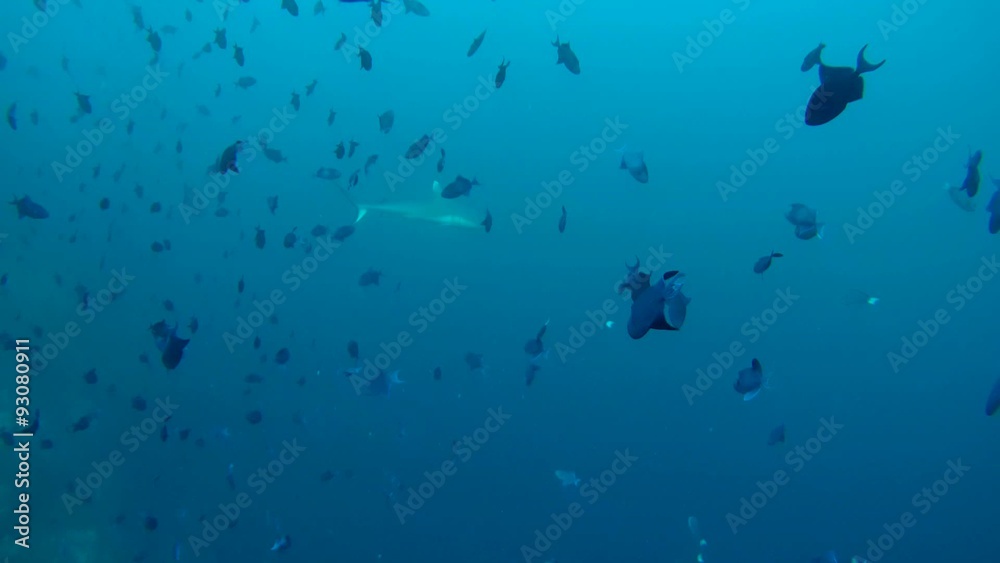 grey reef shark (Carcharhinus amblyrhynchos) swim in a school of Red-toothed triggerfish (Odonus niger), Indian Ocean, Maldives
grey reef shark (Carcharhinus amblyrhynchos) swim in a school of Red-toothed triggerfish (Odonus niger), Indian Ocean, Maldives