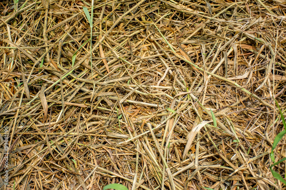 Dead grass, use for background or texture Dead grass, use for background or texture