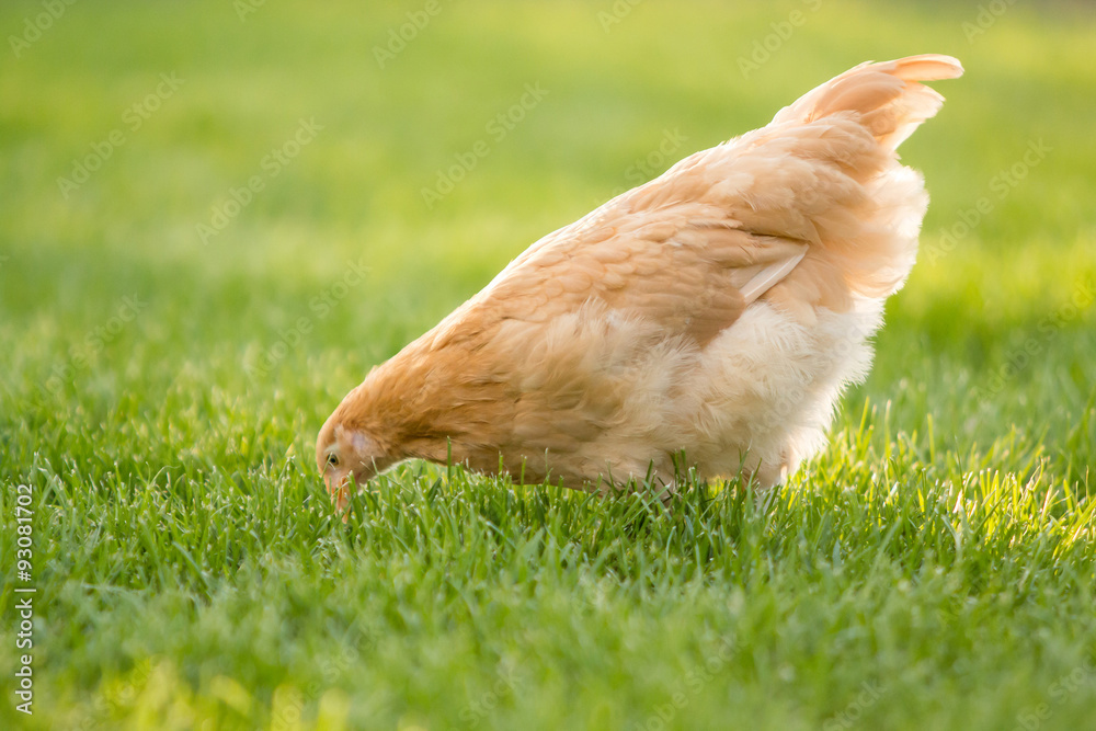 Backyard Buff Orpington Chicken Backyard Buff Orpington Chicken
