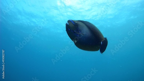 Fish elongated unicornfish (Naso lopezi) floating in the water column, Indian Ocean, Maldives
 photo