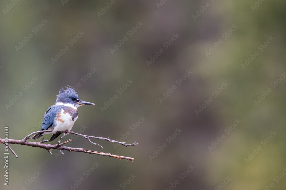 Naklejka premium Gürtelfischer auf Ast