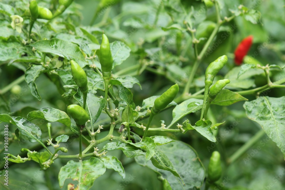 Obraz premium Green hot chili or chilli peppers on a tree