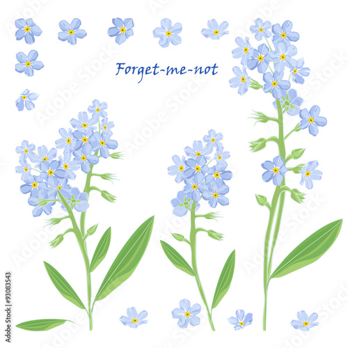 Set of bouquet beautiful forget-me-not flowers