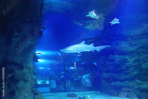 shark in the pool underwater photo