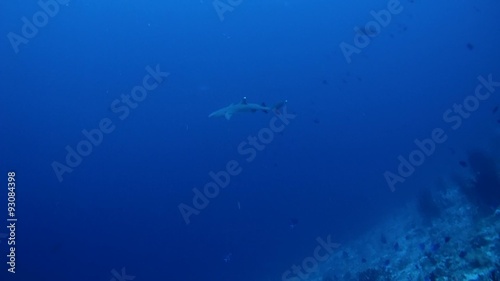 whitetip reef shark (Triaenodon obesus)  swimming over the coral reef, Indian Ocean, Maldives
 photo